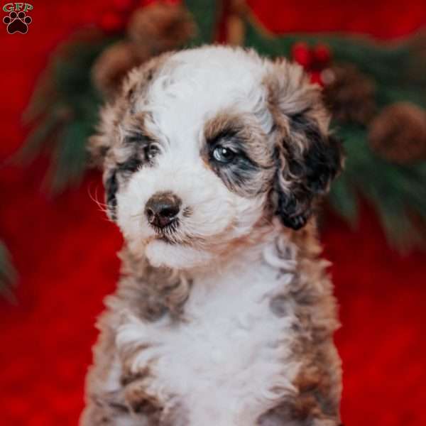 Brenda, Mini Bernedoodle Puppy